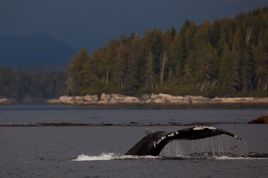 Walbeobachttung in der Johnstone Strait