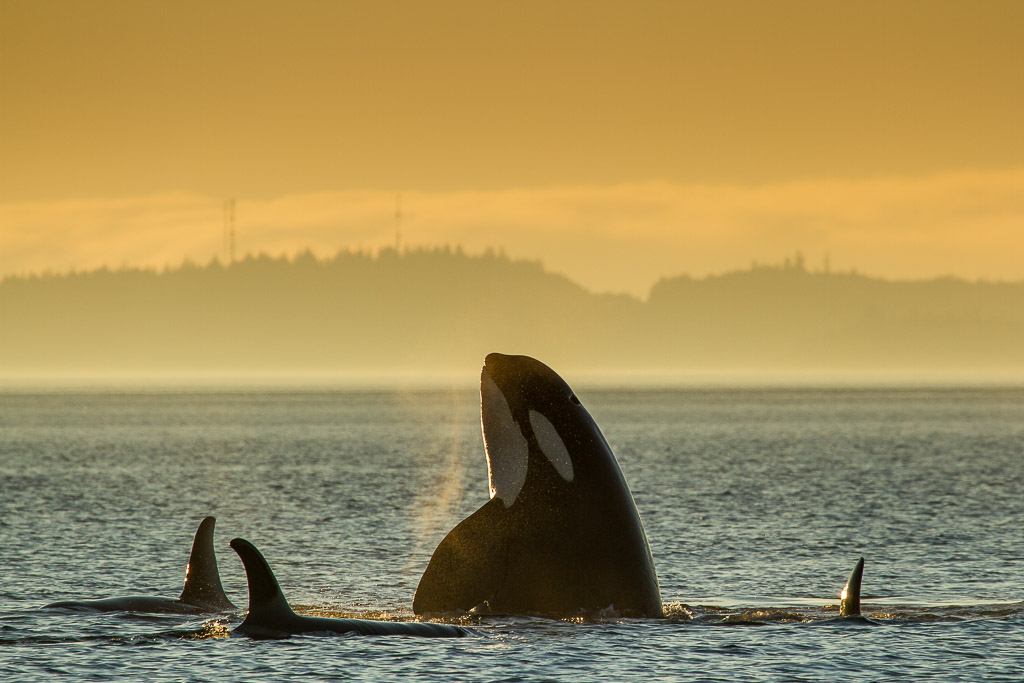 Gruppe von Killerwalen in der Johnstone Strait