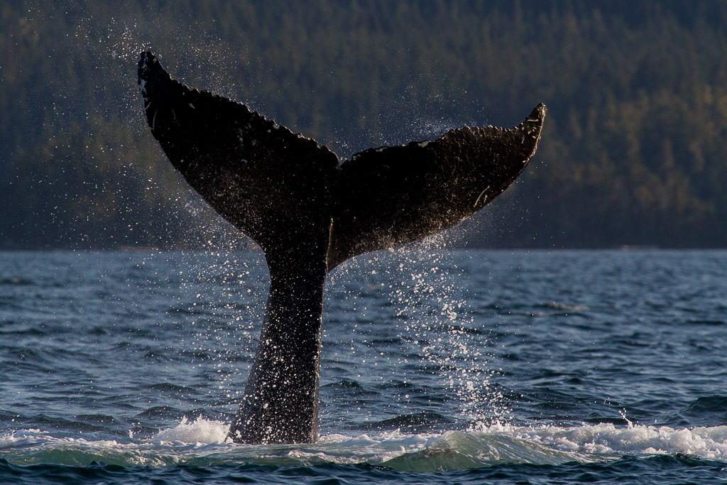 Buckelwal beim Fressen in der Johnstone Strait