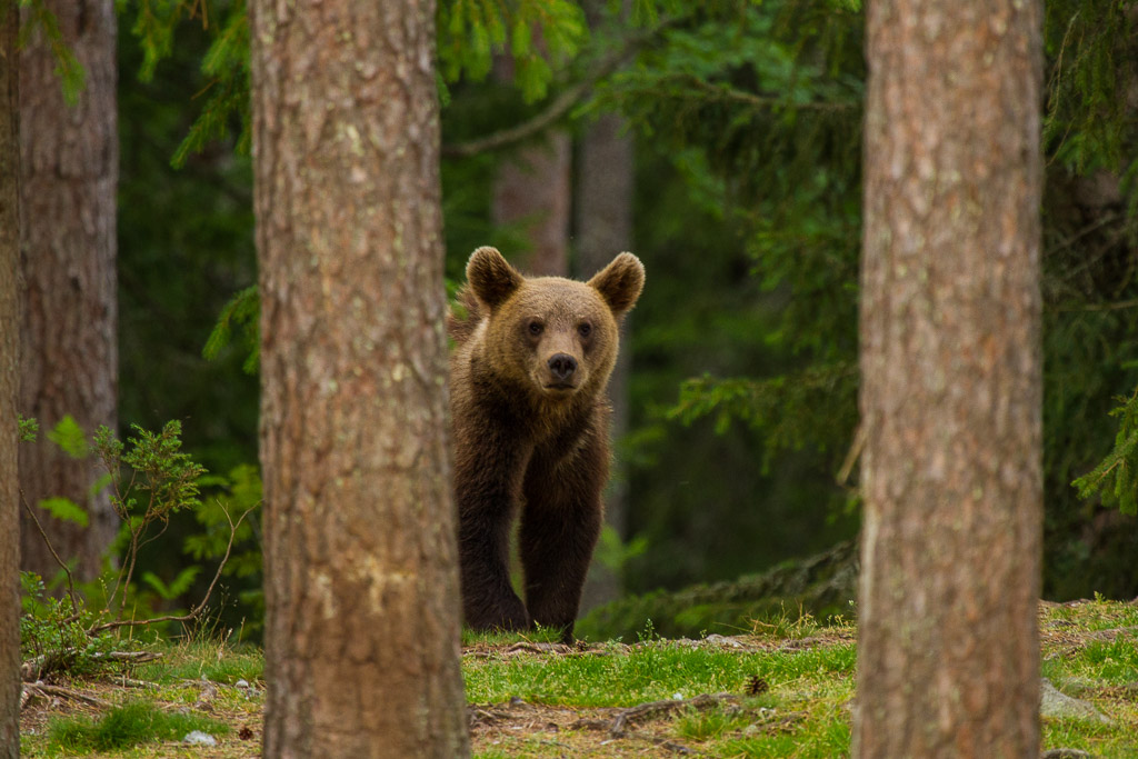 Finnische Braunbären am Beobachtungsplatz Martinselkonen