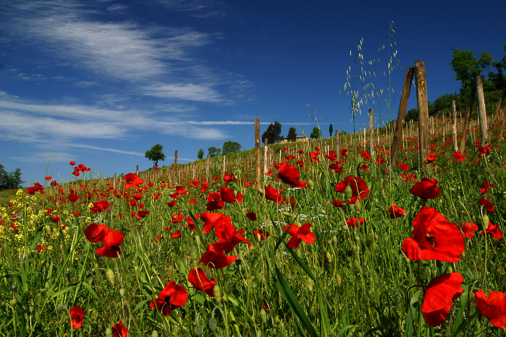 Poppies are everywhere in Italy´s Tuscany region during the summer. We stumbled across this particular field while driving to Firenze.
