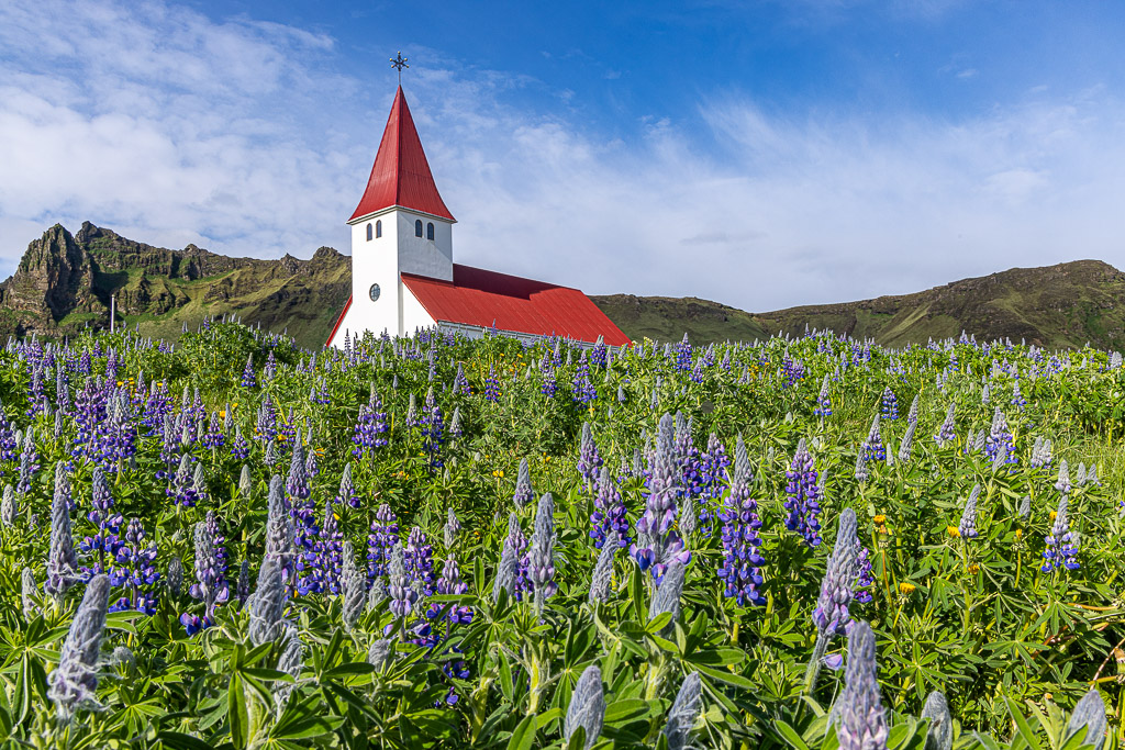 Kirche von Vik mit Lupinen