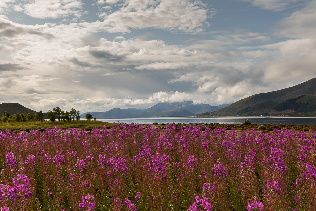 Fireweed am Fjord