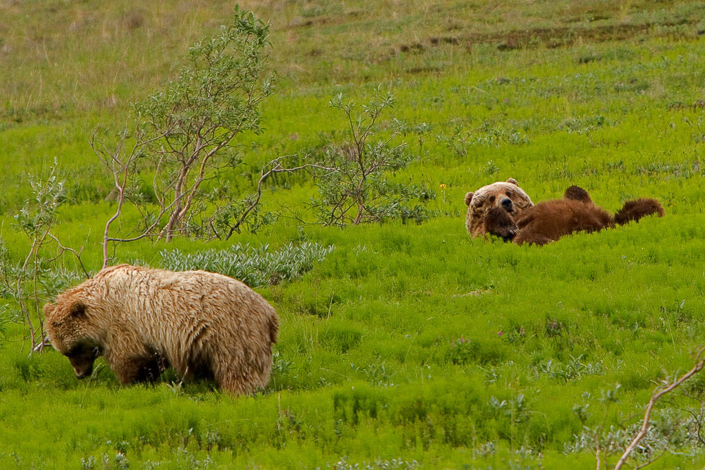 During a bus tour from Denali Visitor Center to Kantishna Roadhouse in the Summer of ´06 we stopped for two brown spots in the green gras of the slopes on Polychrome Pass. After waiting for some minutes the male bear woke up and looked what was going on around him. After getting up he and the female feeded together on the lush vegetation.