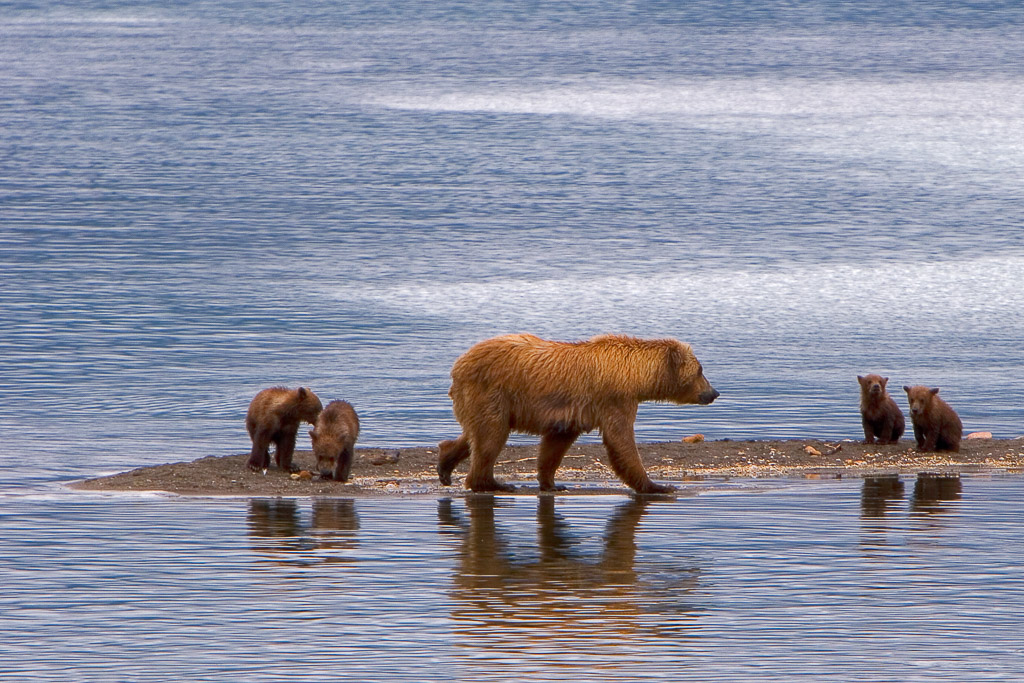 Walking around in katmai NP during the salmon run is like walking in the Zoo, just without the fences. bears everywhere ! But to spot a mother with 4 cubs is a rare thing even for Katmai standards. When this mother then comes across you while you are standing on one of the two safe viewing platforms and walks only a few feet from you then this is photographic heaven.
