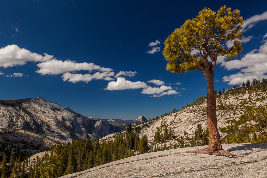 Tioga Pass Road im Yosemite NP