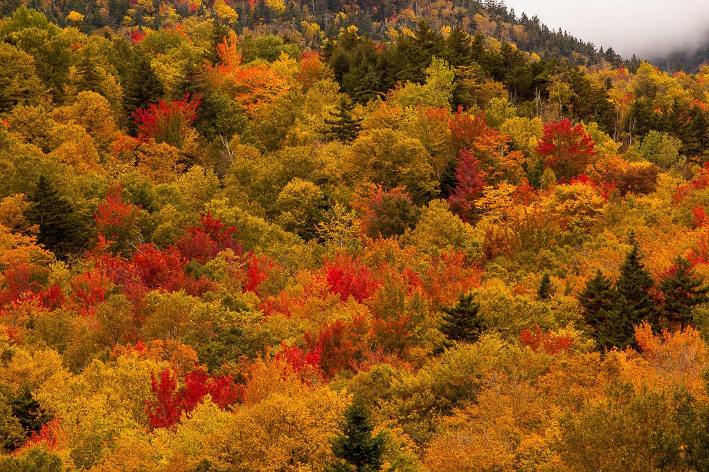 Herbstwald am Highway 302 nahe Bretton Woods