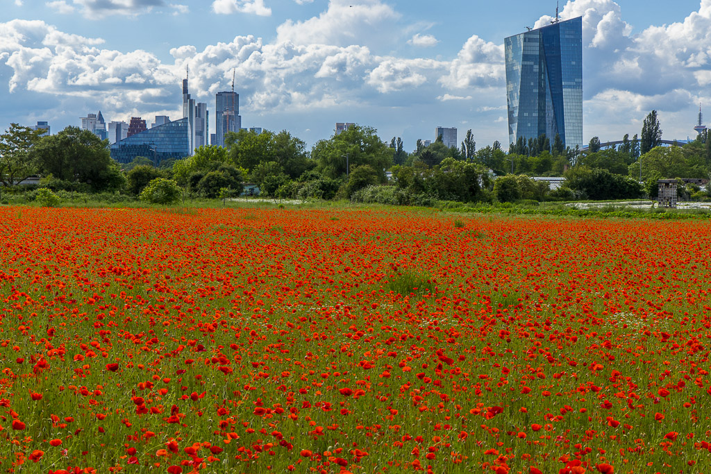 Mohnfeld mit Skyline