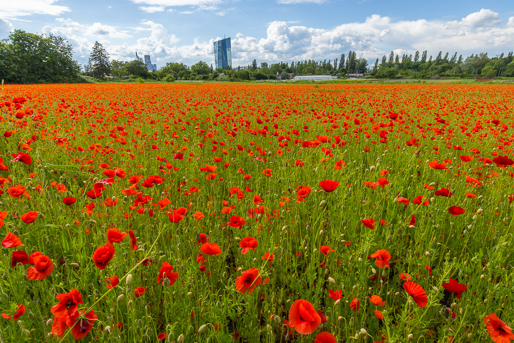 Mohnfeld mit Skyline