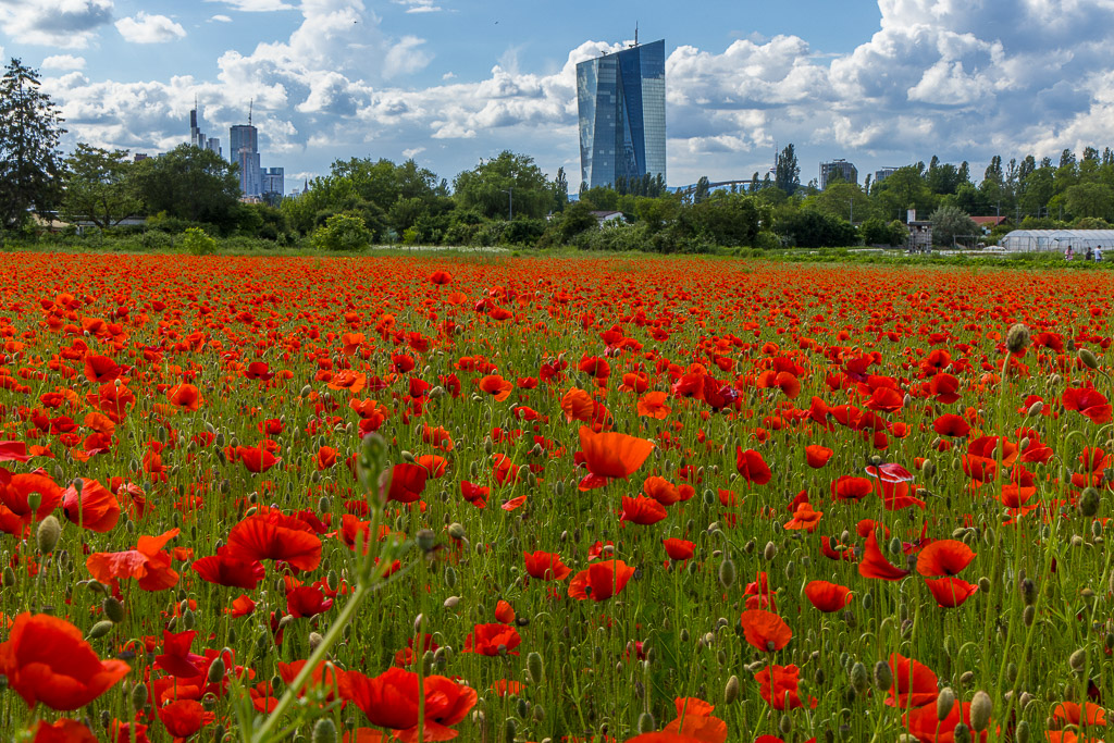 Mohnfeld mit Skyline